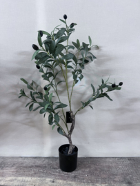 Olijfboom 70cm