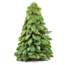 nobilis boompjes 40cm