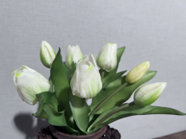 Tulp Boeket Wit M