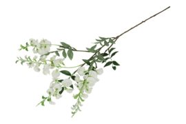Wisteria wit