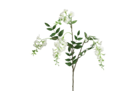 Wisteria wit