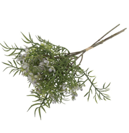 Brassica boeket wit (leuk voor in een tulpen boeket)