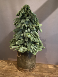 nobilis boompjes 50cm
