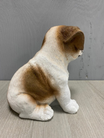 Puppie
