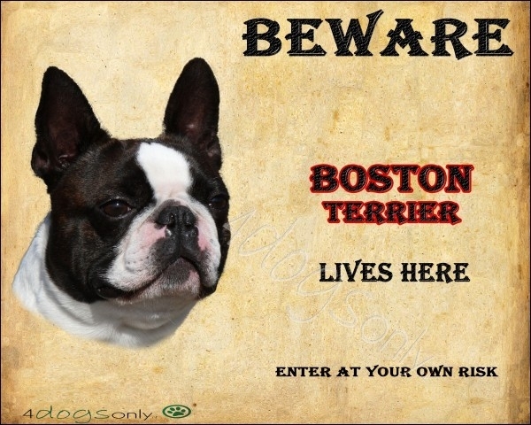Waakbord Boston Terrier (Engels). OP=OP