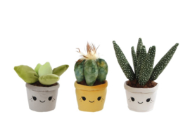 Take me home plant