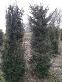 Taxus baccata 80-100