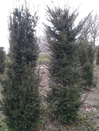 Taxus baccata 100-125  kluit