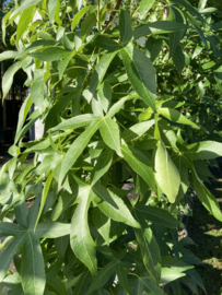 Liquidambar styraciflua 'Slender Silhouette' ZUIL-AMBERBOOM (CV)  6-8