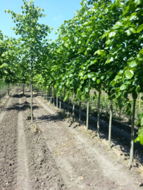 Diverse foto's van onze bomen en kwekerij