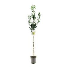 Pyrus c. 'Conference' cont. 5,0L