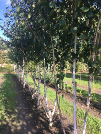 Betula utilis Doorenbos Witte Hymalaya Berk 8-10