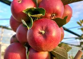 Malus d. 'Ecolette' hoogstam 8-10 wortelgoed