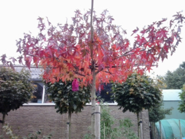 Dak liquidambar amberboom 10-12 240 cm stamhoogte