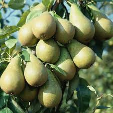 Pyrus c. 'Conference' cont. 5,0L