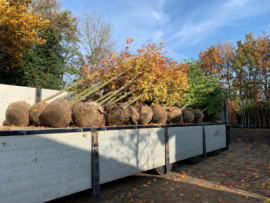 Gerealiseerde projecten