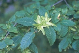 Carpinus Betulus