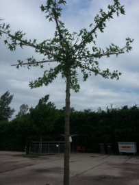 Dak liquidambar amberboom 12-14 240 cm stamhoogte