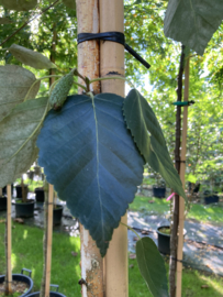 Betula utilis Doorenbos Witte Hymalaya Berk 8-10