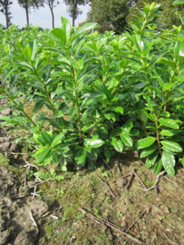 Prunus laurocerasus 'Rotundifolia' 40-60 kl