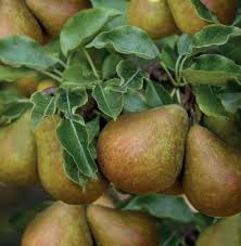 Pyrus c. 'Gieser Wildeman' hoogstam 8-10 wortelgoed