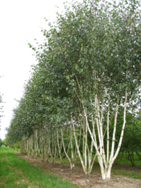 Betula utilis Doorenbos Meerstam 350-400 cm