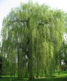 Salix ×sepulcralis 'Chrysocoma' Treurwilg