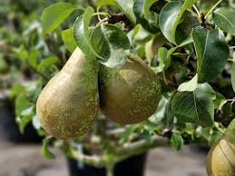 Pyrus c. 'Conference' cont. 5,0L