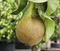 Pyrus c. 'Conference' cont. 5,0L