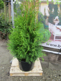 Thuja occidentalis Brabant 100-125