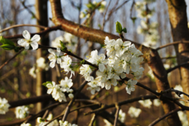 Lei Sierpeer 10-12 witte bloesem