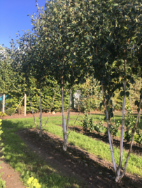 Betula utilis Doorenbos Meerstam 350-400 cm