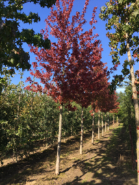 Liquidambar st. Worplesdon Amberboom 10-12