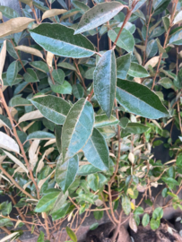 Elaeagnus ebbingei