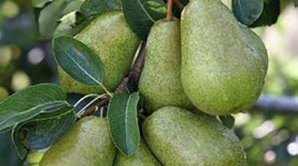 Pyrus c. 'Beurré Hardy' cont. 5,0L
