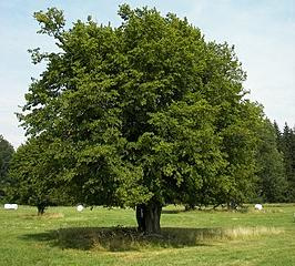 Carpinus betulus Haagbeuk 10-12