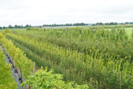 Diverse foto's van onze bomen en kwekerij