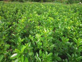 Prunus laurocerasus 'Rotundifolia' 40-60 kl