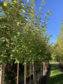 Acer rubrum 'October Glory' RODE ESDOORN (CV) 6-8