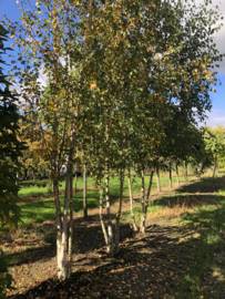 Betula pendula 400-500 Ruwe Berk