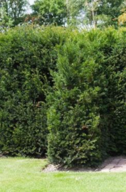 Taxus baccata 100-125  kluit