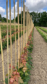 Jonge bomen in vollegrond