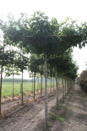 Dak liquidambar amberboom 10-12 240 cm stamhoogte