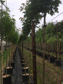 Bomen in pot 2
