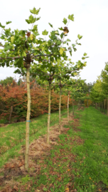 dakbomen  soorten en maten op aanvraag