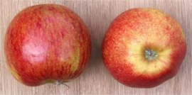 Malus d. 'Jonagold' cont. 5,0L
