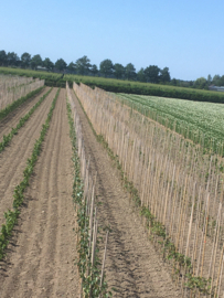 Jonge bomen in vollegrond