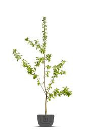 Prunus a. 'Stella' struik cont. 7,5L