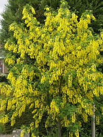 Laburnum watereri 'Vossii' Gouden regen