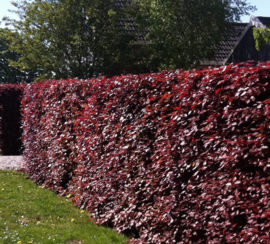 Fagus syl. Atropurpurea rode bladhoudende beuk